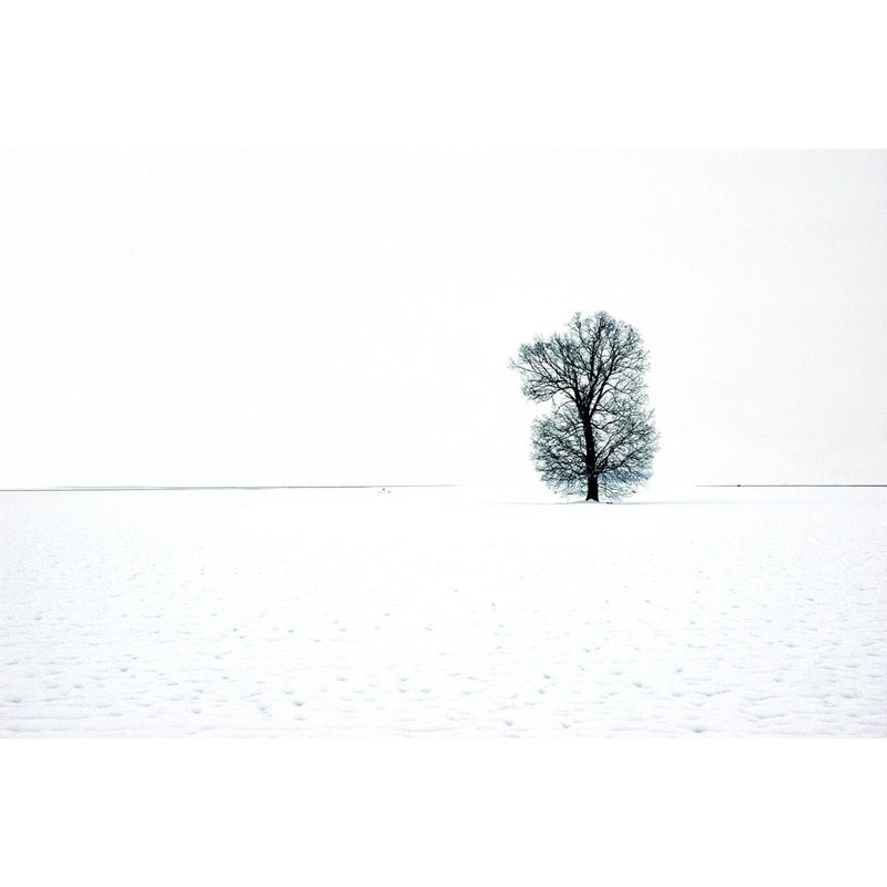 Paesaggio - Oltrepo Pavese - Quercia nella neve