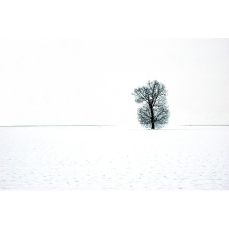 Paesaggio - Oltrepo Pavese - Quercia nella neve