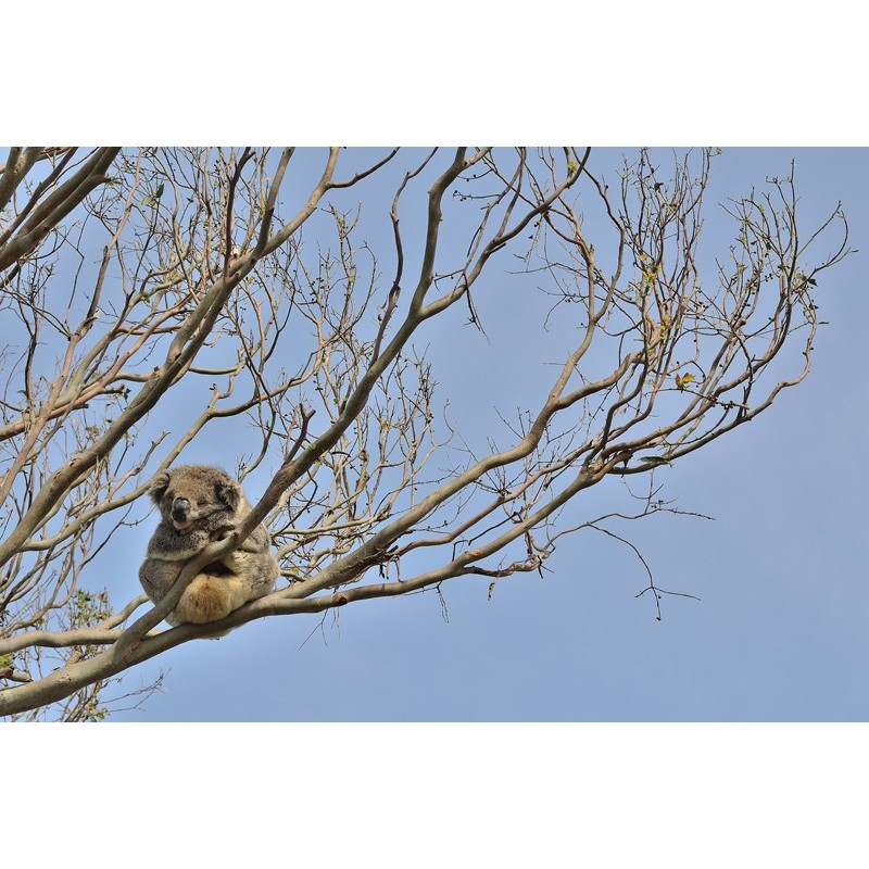 Australia - Kangaroo Island - Koala