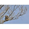 Australia - Kangaroo Island - Koala